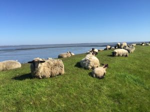 Schafe am Meer